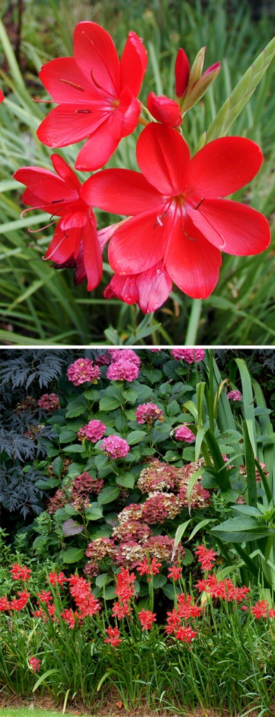 Hesperantha coccinea deals